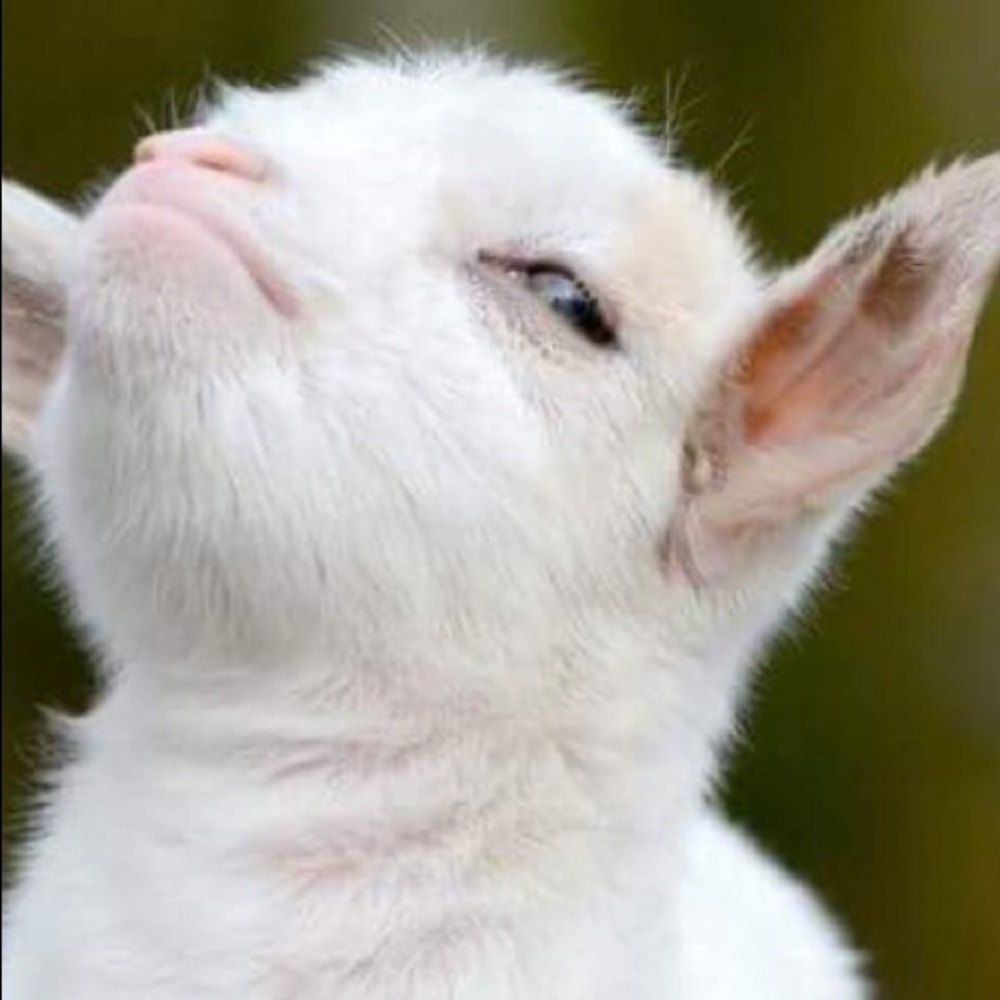 Meet your Posher, Mandi